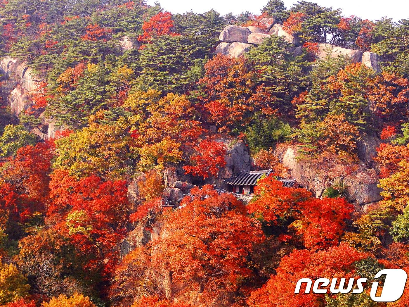본문 이미지 - 29일 경북 영천시 청통면 조계종 제10교구 본사 은해사 중암암에 단풍이 절정을 이루고 있다.(영천시제공)2018.10.29/뉴스1 ⓒ News1 정우용 기자