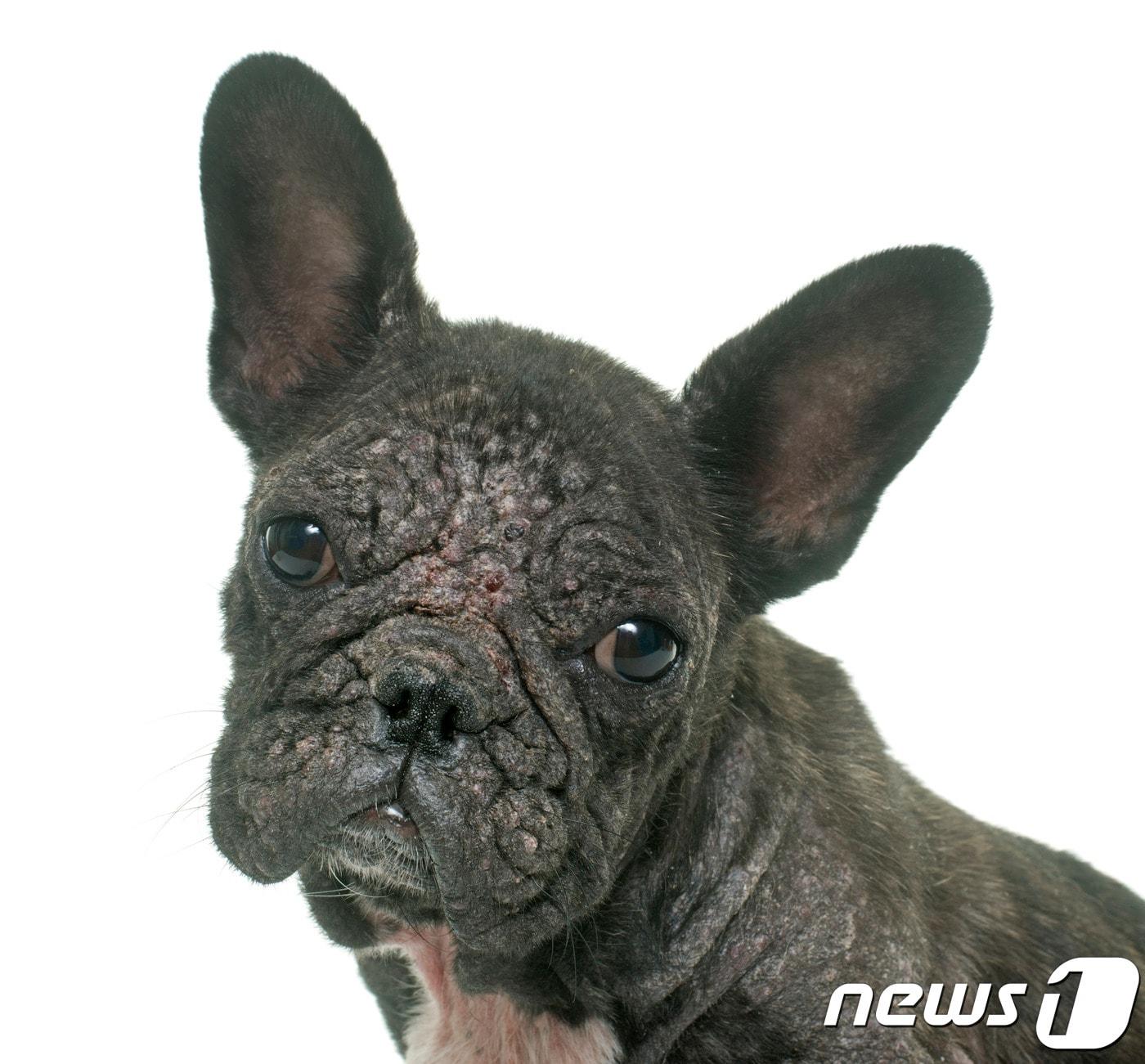 본문 이미지 - 피부병 걸린 강아지.(사진 이미지투데이)ⓒ News1