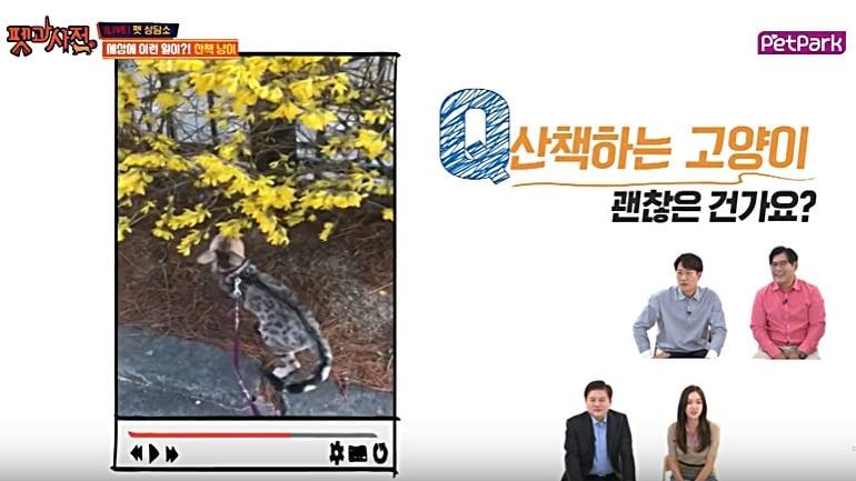 본문 이미지 - 스카이라이프TV 스카이펫파크 '펫과사전' 중 한 장면. ⓒ News1