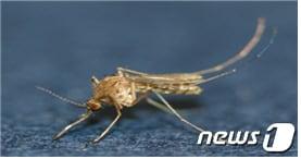 본문 이미지 - 일본뇌염 매개모기 ⓒ 뉴스1 DB