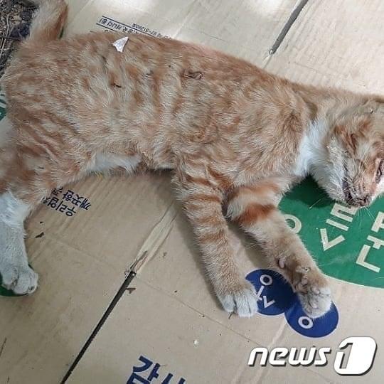 본문 이미지 - 부천 한 대형마트 인근에서 발견된 길고양이 사체.(사진 부천시동물보호명예감시원 정진우씨 제공)ⓒ News1