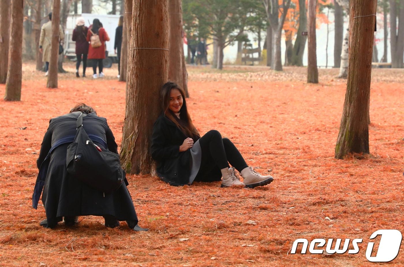 본문 이미지 - 10일 강원 춘천시 남이섬 메타세쿼이아 숲에서 두 연인이 떨어진 메타세쿼이아 낙엽을 카펫 삼아 사진을 찍고 있다. 2018.11.10/뉴스 1 ⓒ News1 이찬우 기자