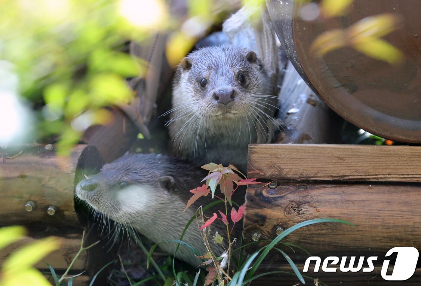 본문 이미지 - 13일 전북 전주시 전주동물원에서 보호중이던 수달 2마리가 공개됐다. 수수(암컷, 2세), 달달(암컷, 4세)로 이름 지어진 수달들은 전북과 충남의 야생동물 구조단체에 구조됐다. 자연방사가 불가능한 수달을 전주동물원이 기증받아 1년간 돌본 끝에 이날 공개됐다.2018.11.13/뉴스1 ⓒ News1 임충식 기자