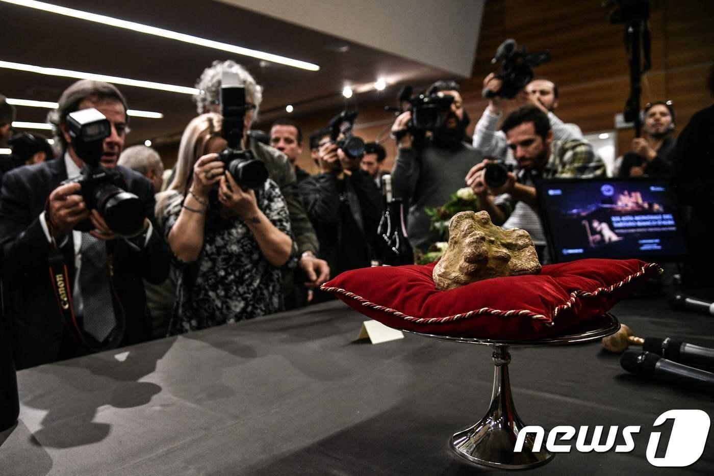 본문 이미지 - 이탈리아 알바 지역에서 나온 850g짜리 백송로버섯 ⓒ AFP=뉴스1