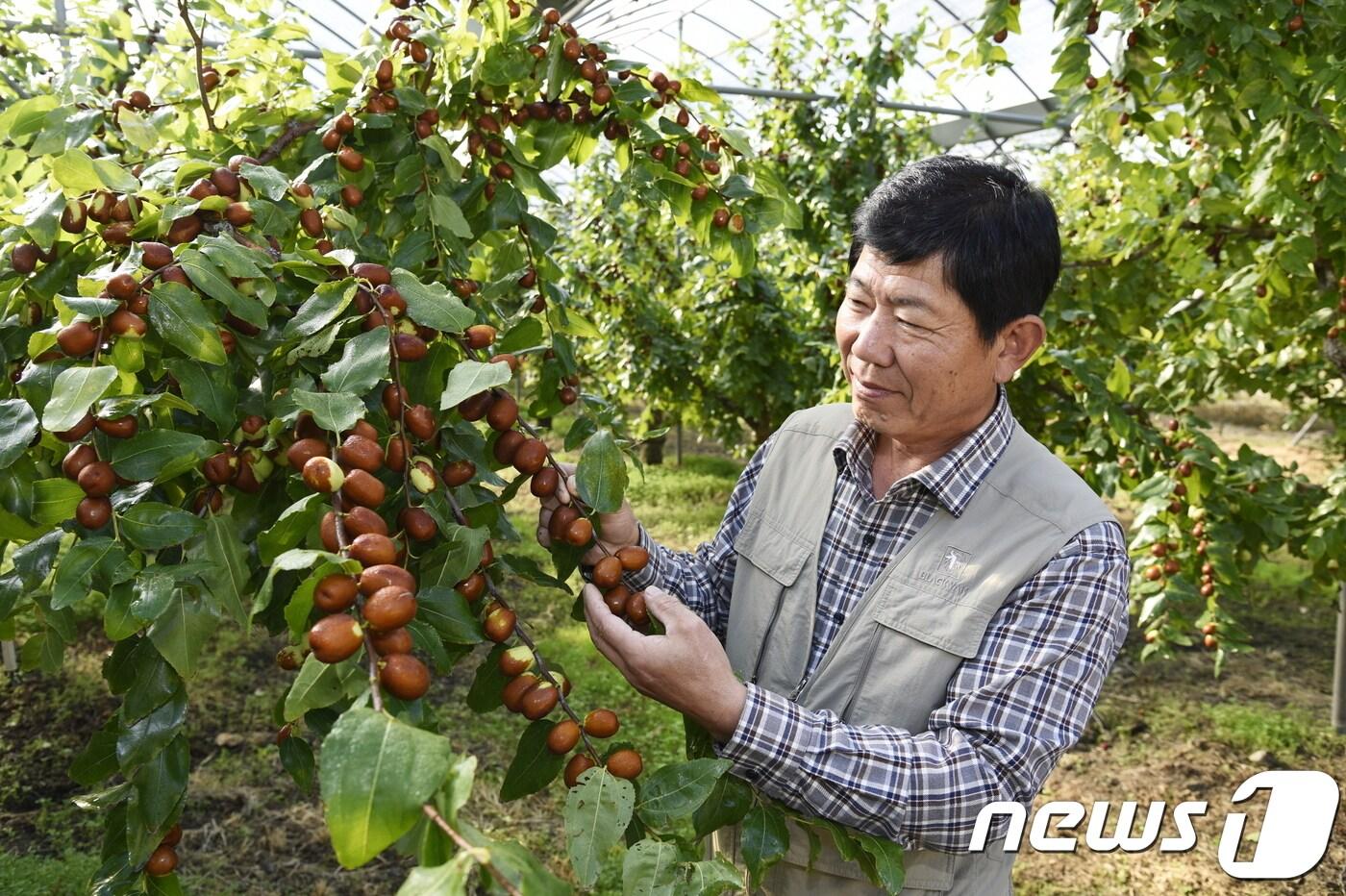 본문 이미지 - 보은 대추농가 전형선씨ⓒ News1