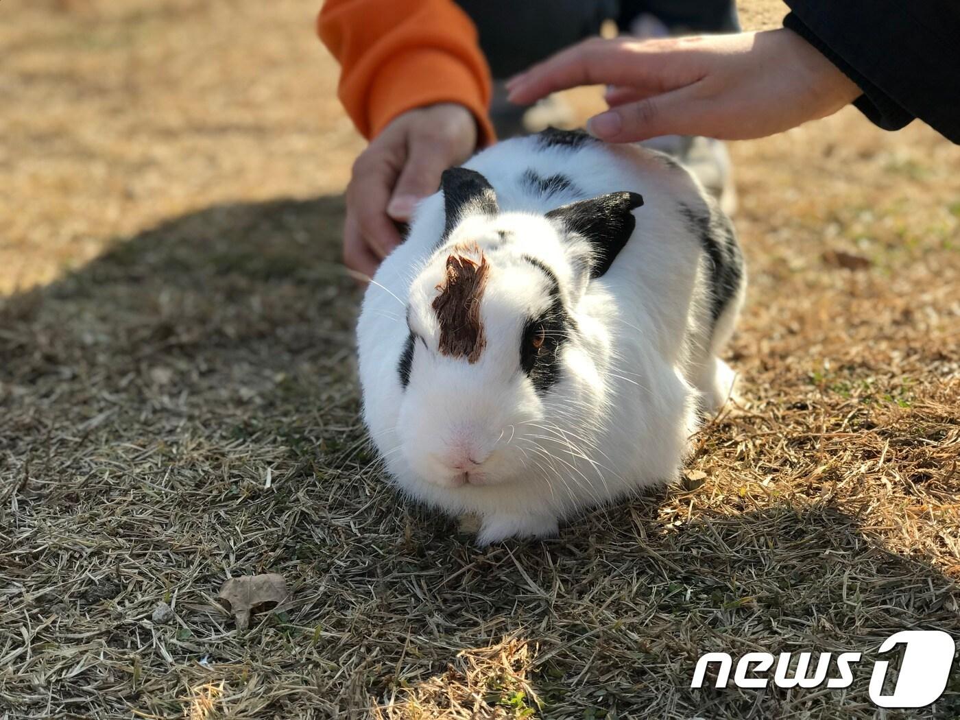 본문 이미지 - 토끼 (사진은 기사 내용과 직접적인 관련 없음) (동물권단체 하이 제공)ⓒ News1