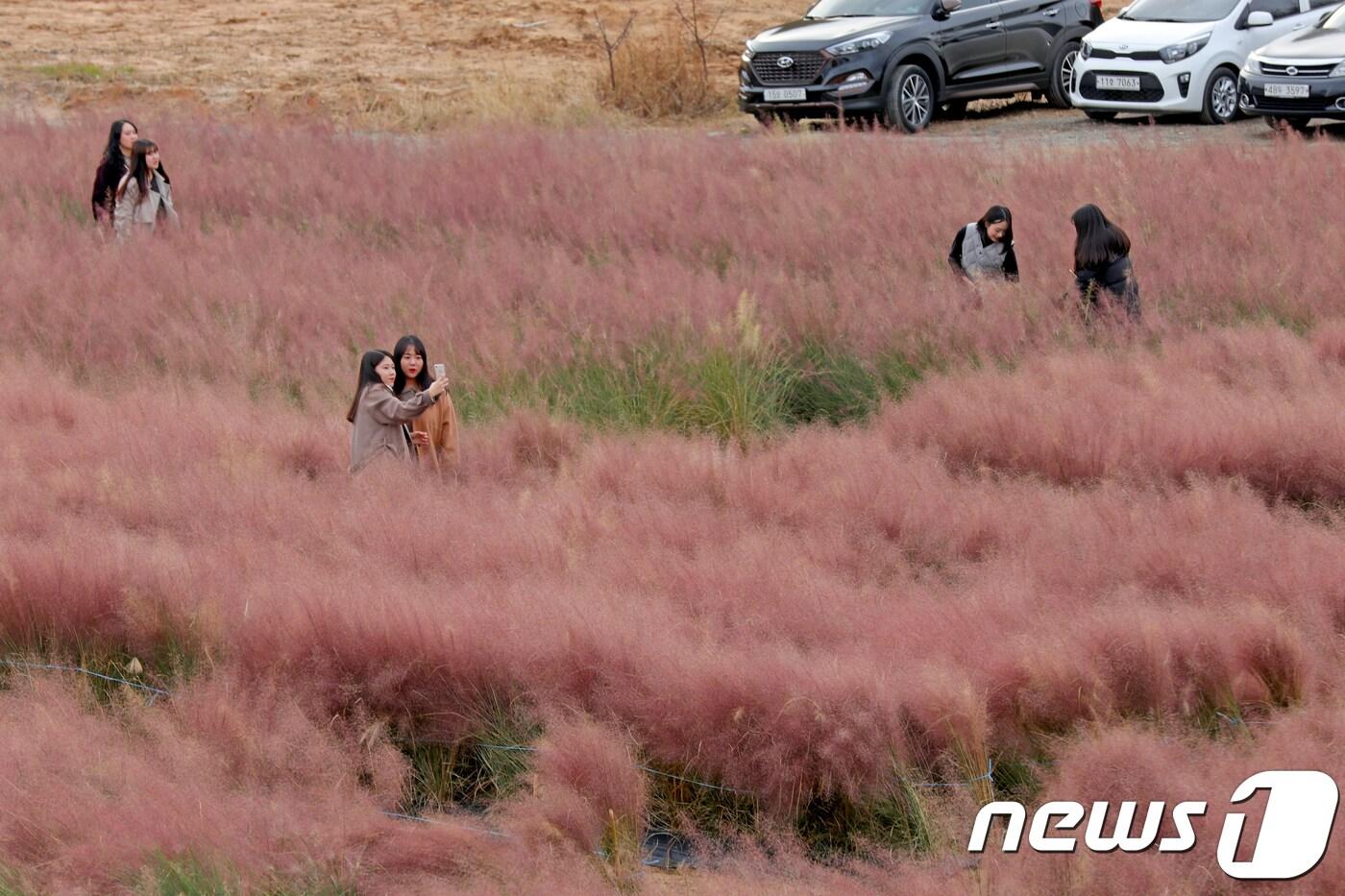 본문 이미지 - 17일 강원도 강릉시 사천면 일원 경포대 허브관광농원을 찾은 관광객들이 만개한 핑크 뮬리 그라스 사이에서 사진을 찍으며 추억을 남기고 있다. 2018.11.17/뉴스1 ⓒ News1 서근영 기자