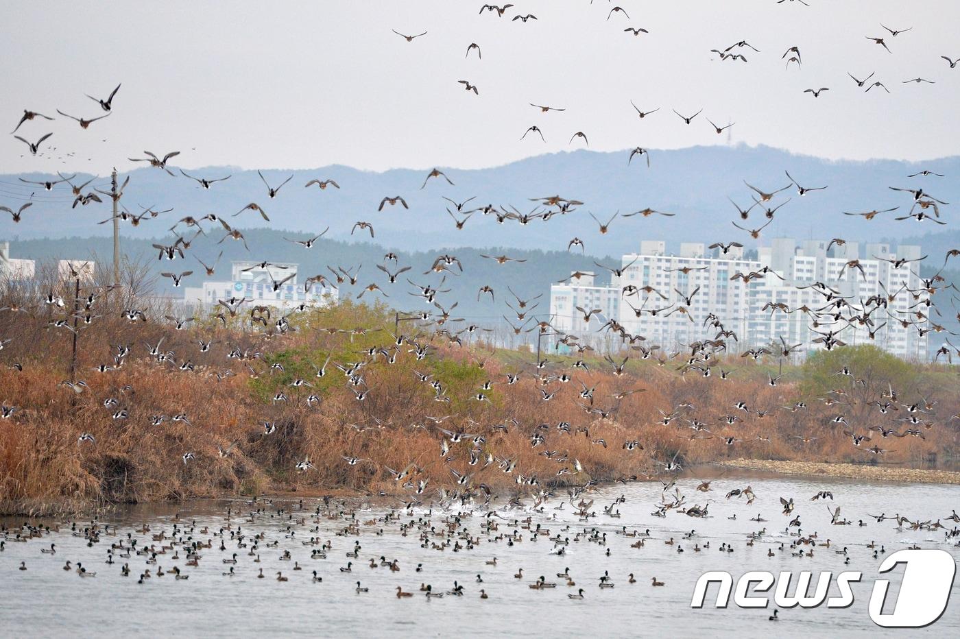 18일 경북 포항시 북구 흥해읍 곡강천에서 인기척에 놀란 흰빰검둥오리 등 겨울철새들이 날아오르고 있다.2018.11.18/뉴스1 ⓒ News1 최창호 기자