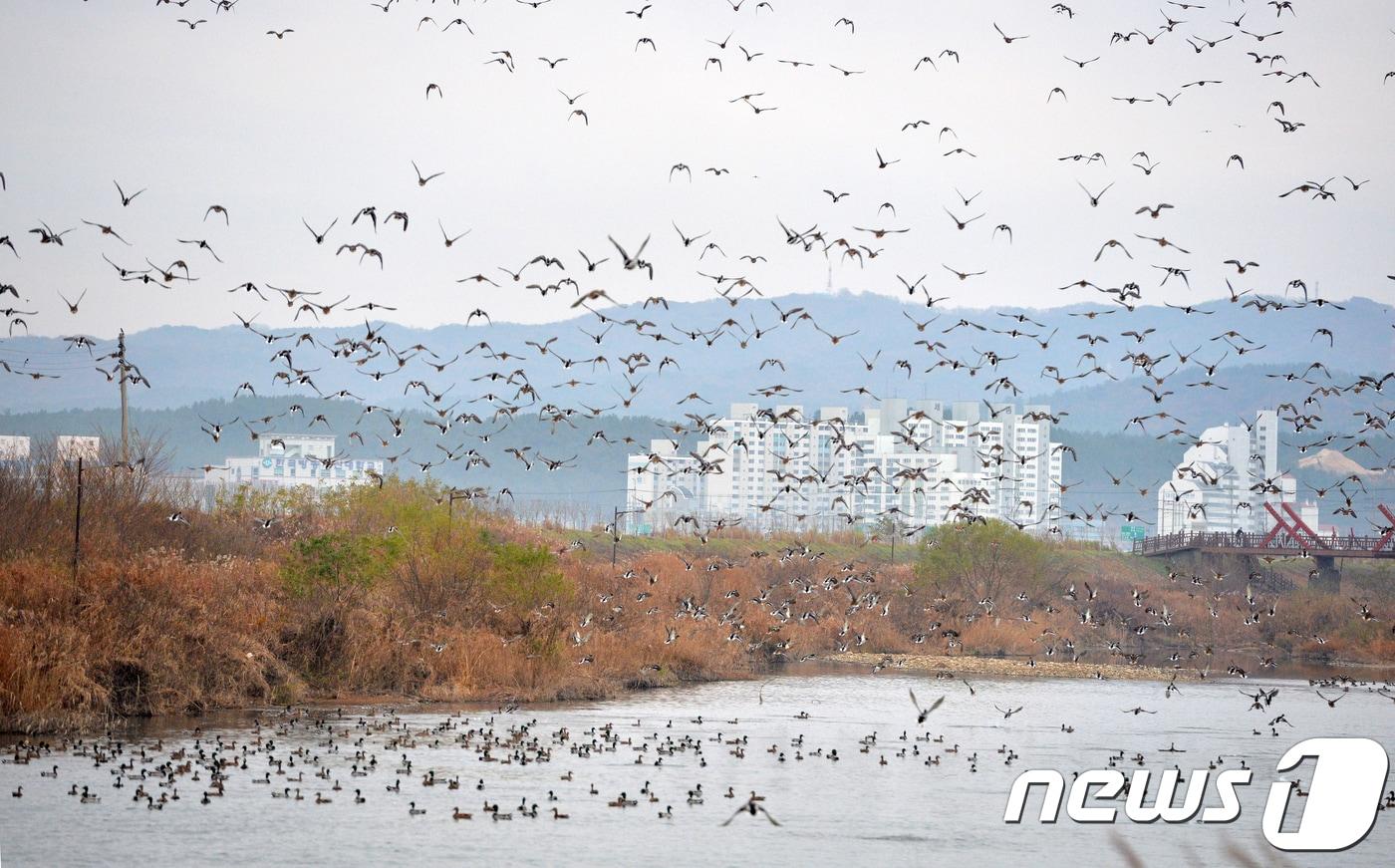 본문 이미지 - 전북 부안군이 철새의 서식지 환경보호를 위해 생태계서비스지불제계약사업을 추진한다.  겨울철새떼 /ⓒ News1 최창호 기자