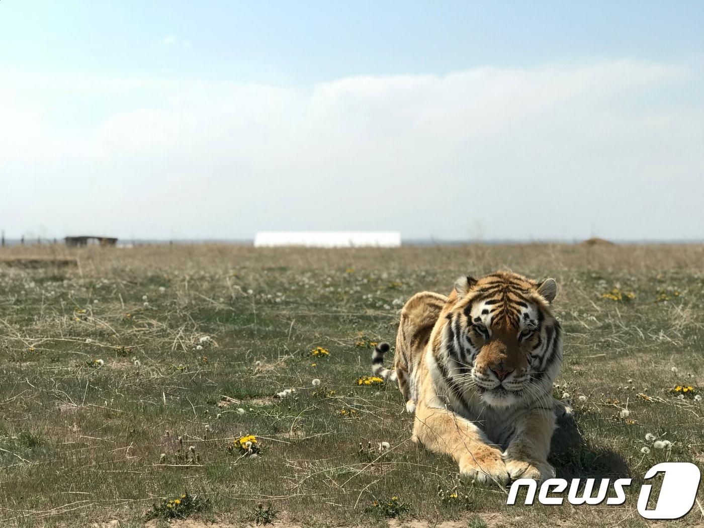 본문 이미지 - 미국 콜로라도주 덴버에 있는 야생동물 생추어리(The Wild Animal Sanctuary).ⓒ News1