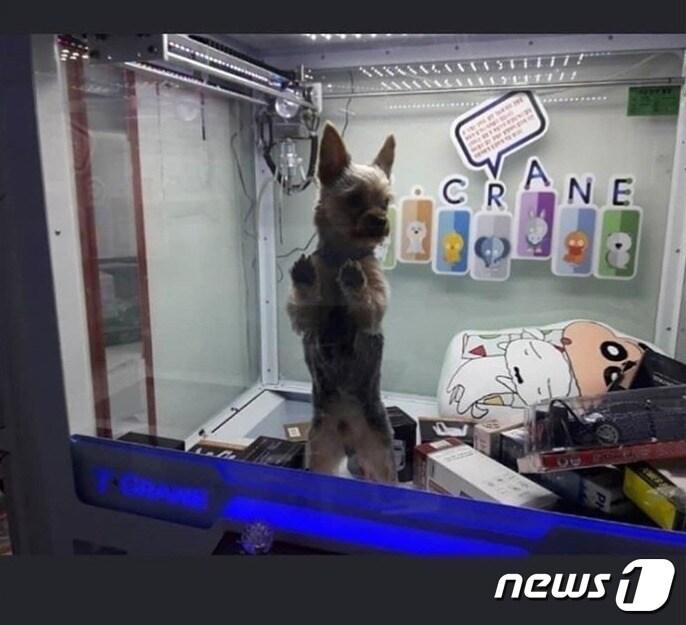 본문 이미지 - 인형뽑기 기계 안에 갇힌 강아지.(인스타그램 캡처)ⓒ News1