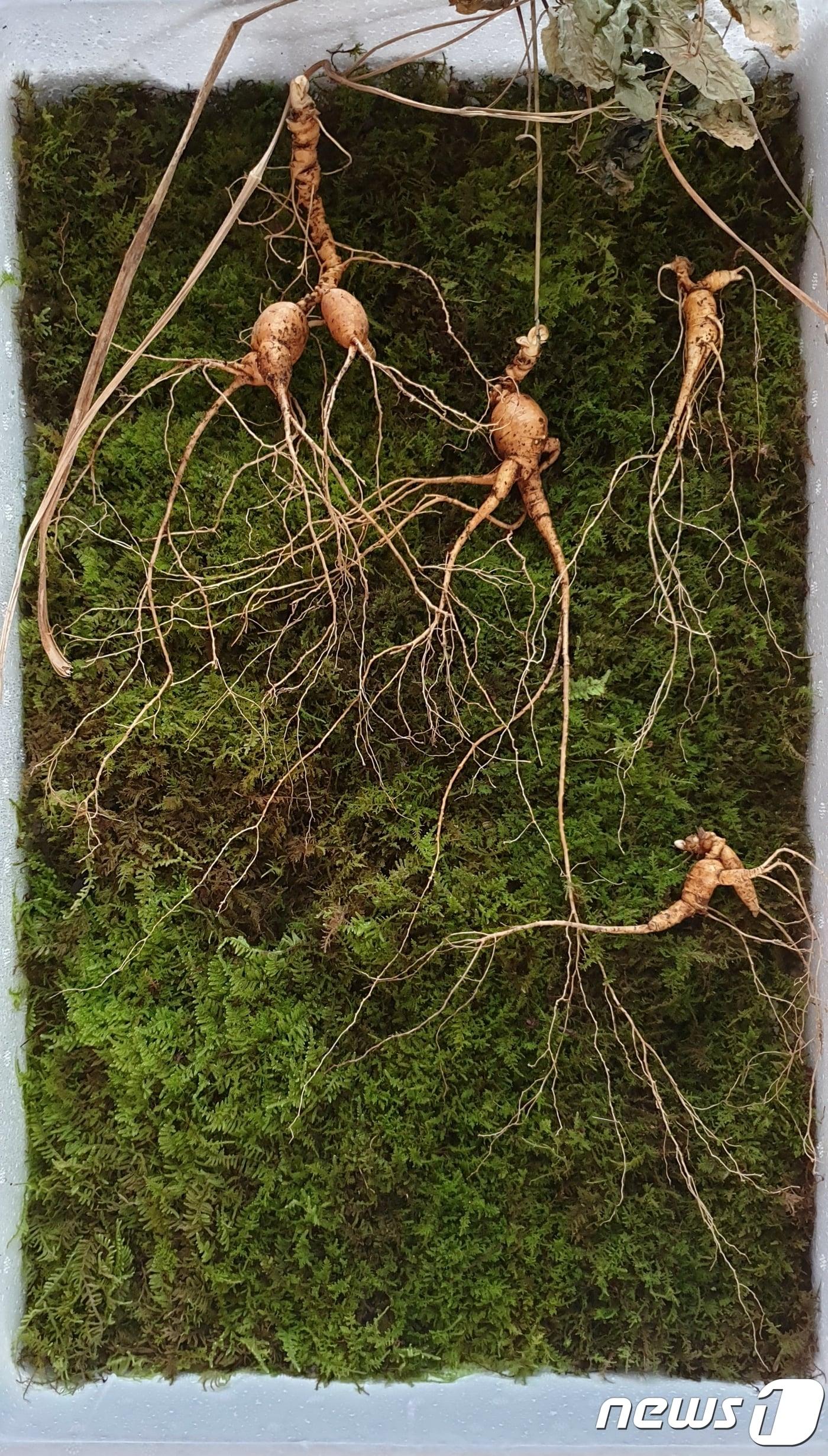 본문 이미지 - 화순 모후산에서 발견된 천종 산삼.(한국전통심마니협회 제공)/뉴스1 ⓒ News1