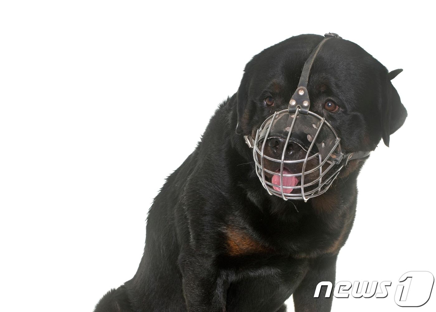 본문 이미지 - 맹견으로 지정된 로트와일러를 데리고 외출할 경우 반드시 입마개를 착용시켜야 한다. 사진 이미지투데이. ⓒ News1
