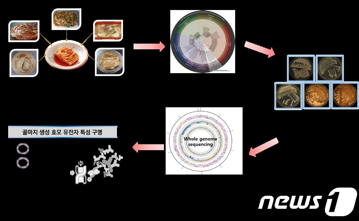 김치 표면 흰색막 '골마지'의 정체는ⓒ News1