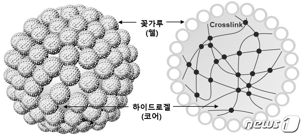 본문 이미지 - 금오공대 박준용 교수팀이 '花粉 활용 기능성 입자 대량 생산' 성공했다. 사진은 꽃가루-하이드로젤 코어-쉘 입자 모식도(금오공대제공)2018.11.25/뉴스1ⓒ News1