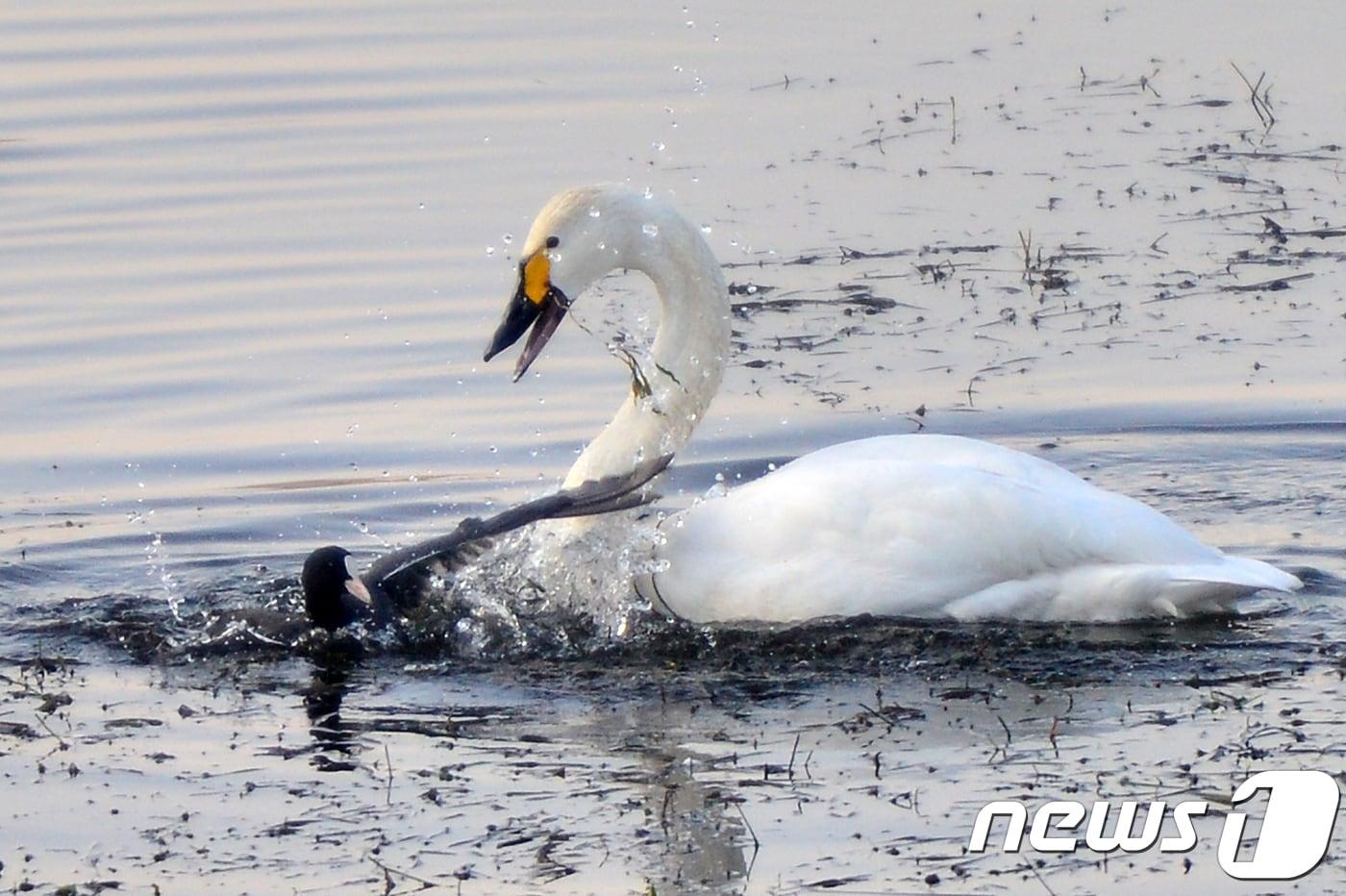 천연기념물 201-1호이자 멸종위기 1급인 고니가 경북 경주시 강동면 형산강에서 먹이를 두고 물닭과 신경전을 벌이고 있다.천연기념물 201-2호인 큰고니는 달리 목이 짧고 기부 주변에 검은색이 많으며 개체수가 적어 보기 힘들다.(뉴스1 자료, 재판매 및 DB금지) ⓒ News1 최창호 기자 