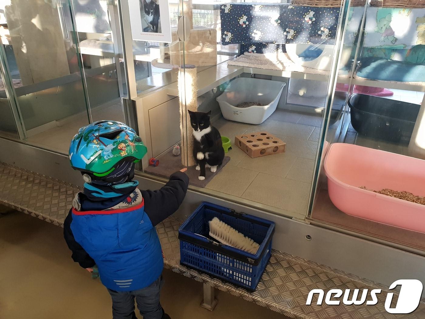 본문 이미지 - 독일 베를린 티어하임(Tierheim) 고양이 보호구역을 찾은 아이가 손을 내밀자 고양이도 발을 뻗고 있다.ⓒ News1 이기림 기자