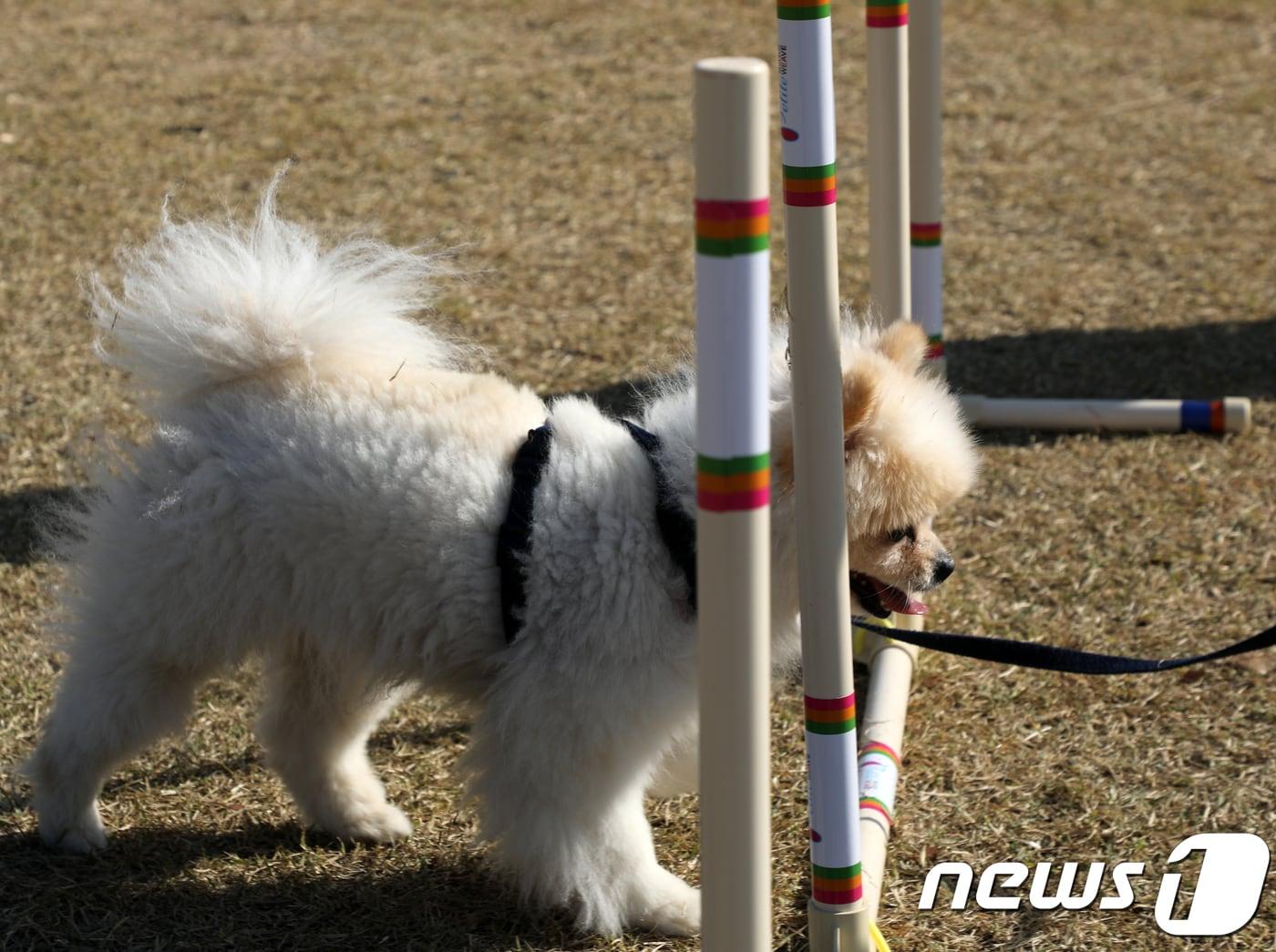 본문 이미지 - '울산 반려동물 문화축제'. /뉴스1 DB