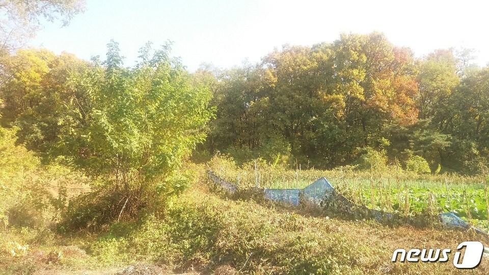 본문 이미지 - 서울시 구로구 궁동 한 그린벨트.ⓒ News1