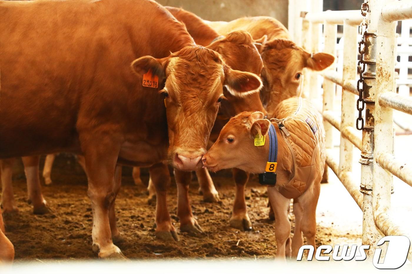 본문 이미지 - 지난  11월7일 강원도 평창군 대관령면 농촌진흥청 한우연구소 축사에서 송아지가 방한복을 입고 있다. (농촌진흥청 제공) 2018.11.7/뉴스1