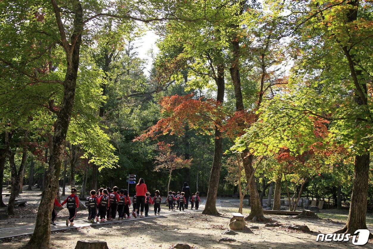 본문 이미지 - 포천 광릉숲 ⓒ News1