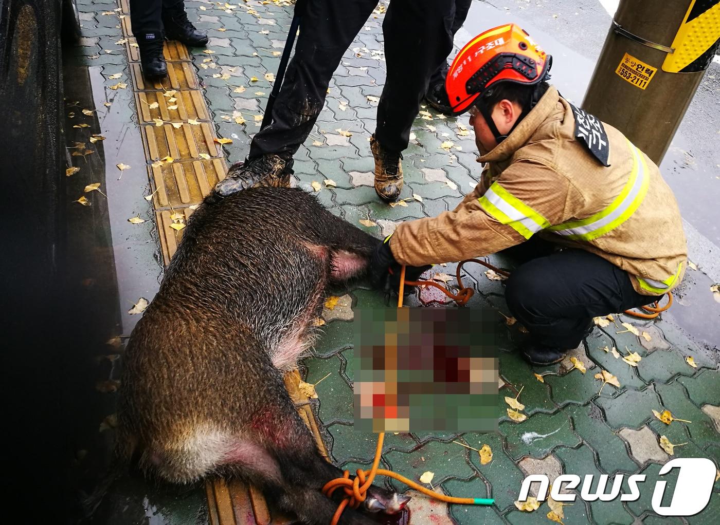 본문 이미지 - 야생 멧돼지 한마리가 경찰과 소방당국이 쏜 마취총을 맞고 쓰러져 있다.(인천소방본부 제공)(사진은 기사 내용과 무관함) / 뉴스1ⓒ2018.11.8/뉴스1 정진욱 기자