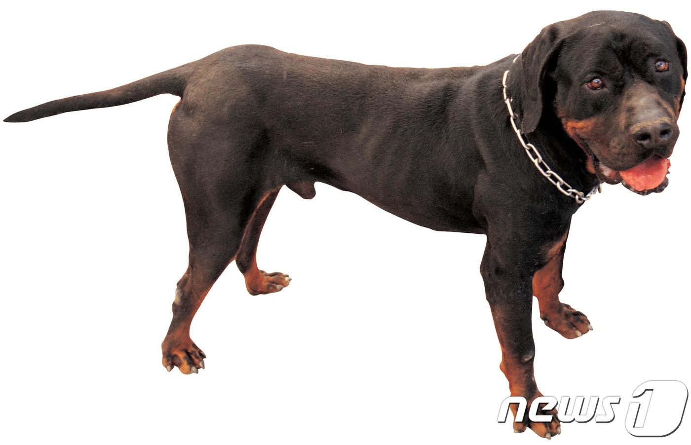 농림축산식품부가 맹견으로 지정한 로트와일러. 사진 이미지투데이 ⓒ News1
