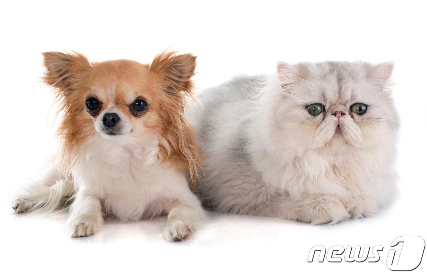 본문 이미지 - <자료사진>  ⓒ News1