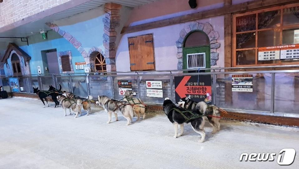 본문 이미지 - 일산 원마운트에서 운영중인 개썰매.ⓒ News1 김연수 기자