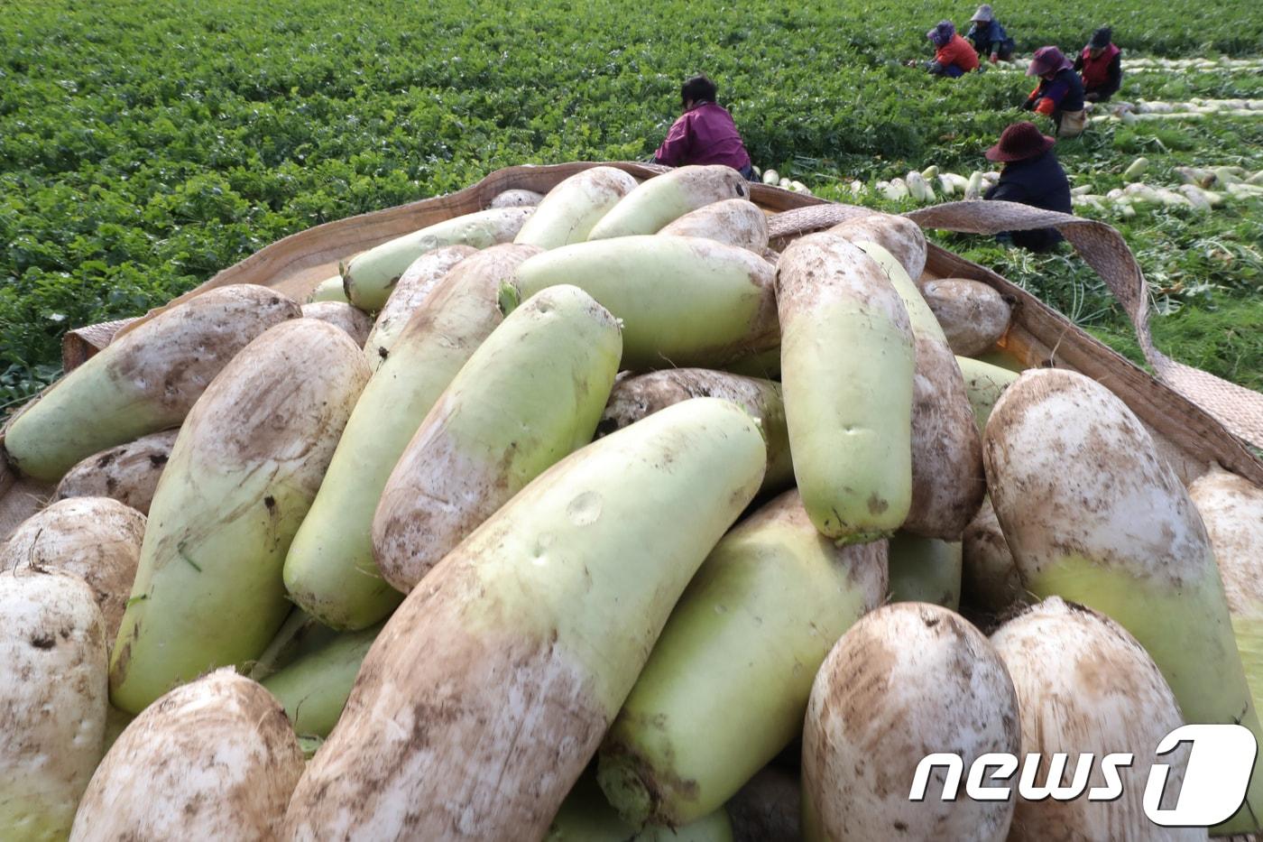 제주 월동무&#40;자료사진&#41;/뉴스1
