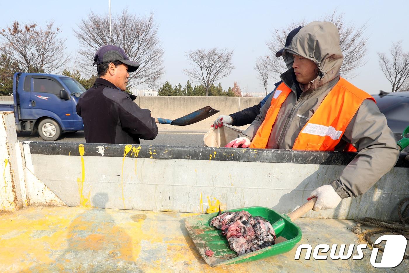 19일 오전 광주 서구 제2순환도로 덕흥대교에서 장어 백여마리가 흩어져 구 관계자가 사고 현장을 수습하고 있다. 2018.12.19/뉴스1 ⓒ News1 황희규 기자