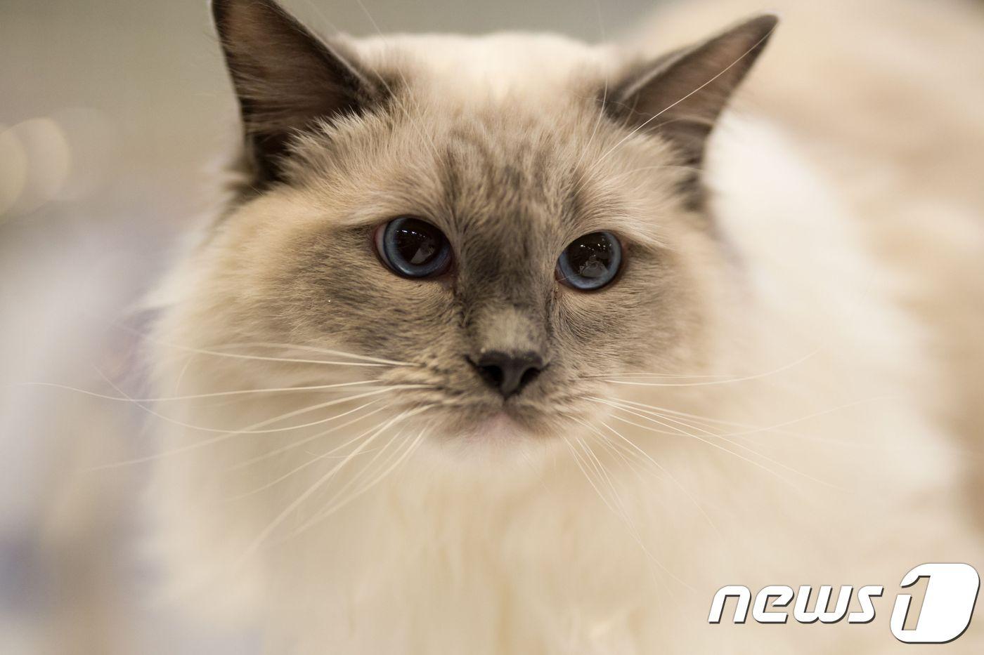 본문 이미지 - (자료사진) ⓒ AFP=뉴스1