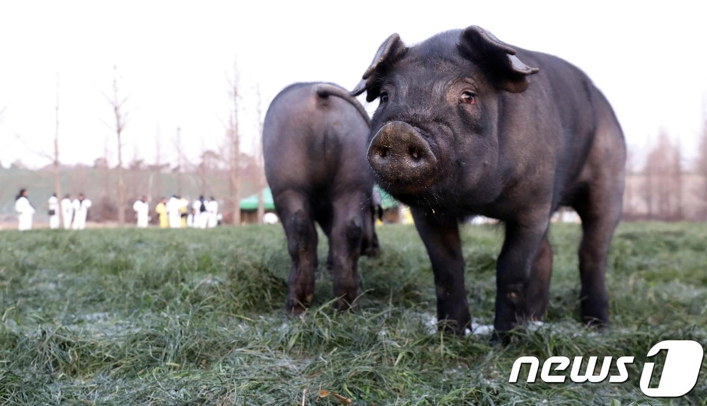 본문 이미지 - ⓒ News1 장수영 기자