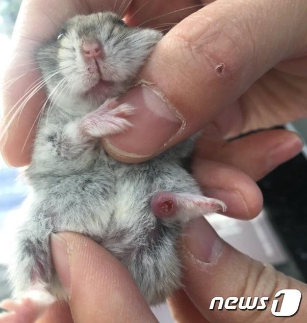 본문 이미지 - 부산 동래구 한 대형마트 동물판매코너에서 다친 상태로 판매 중인 햄스터.(사진 제보자 제공)ⓒ News1