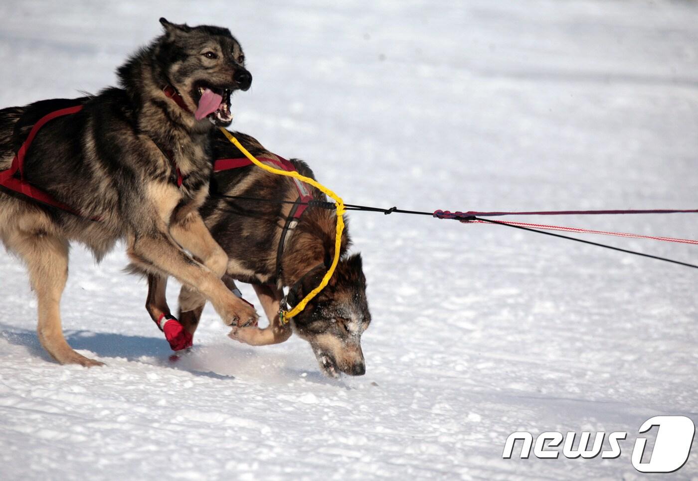 본문 이미지 - 아이디타로드 개썰매 경주 대회.ⓒ AFP=뉴스1 