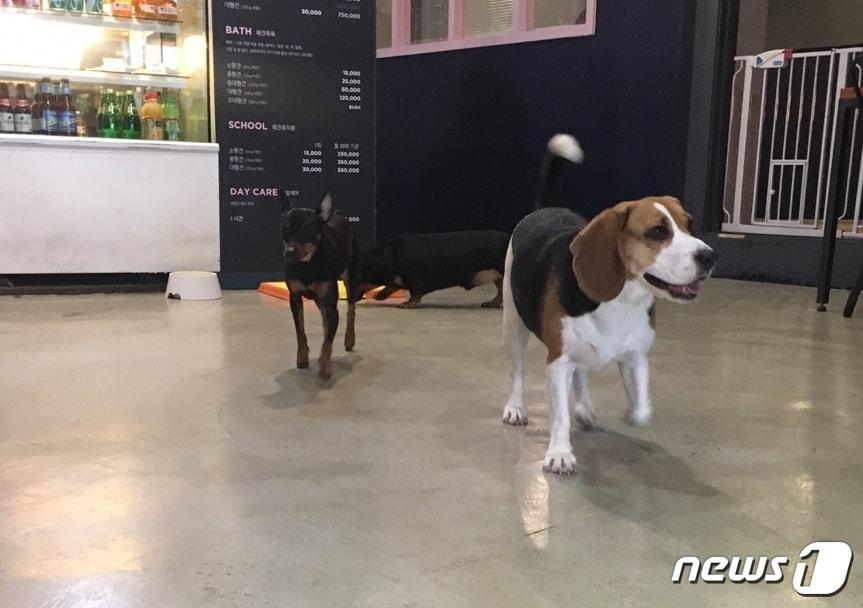 본문 이미지 - 13일 서울 동대문구 답십리동 애견카페 겸 호텔 바로나도에서 머물고 있는 반려견들.ⓒ News1 이기림 기자