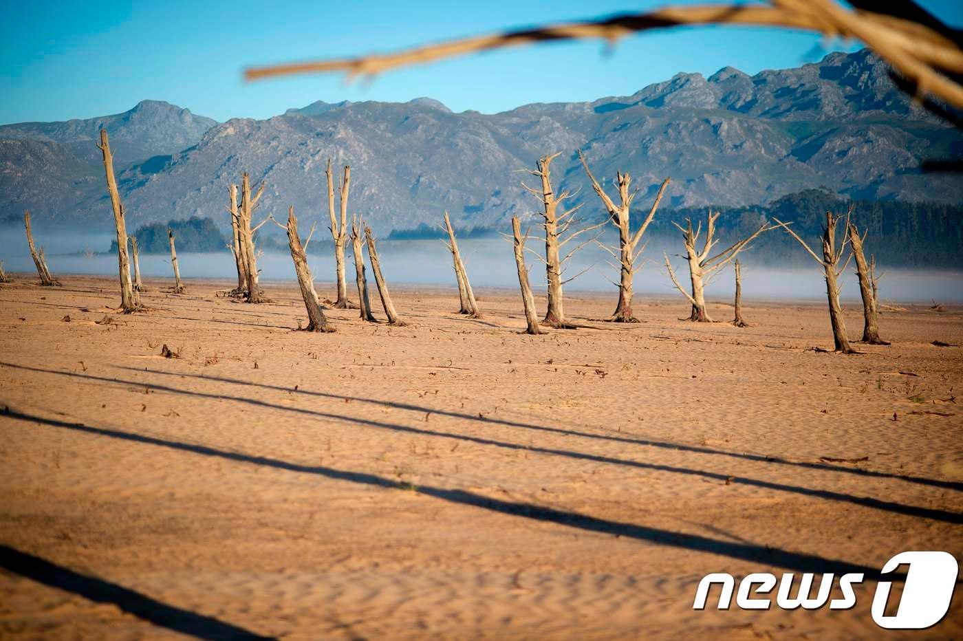 본문 이미지 - 극심한 가뭄 탓에 말라버린 나무가 케이프타운 최대저수지 티워터스클루프 댐 근처에 서 있다. ⓒ AFP=뉴스1