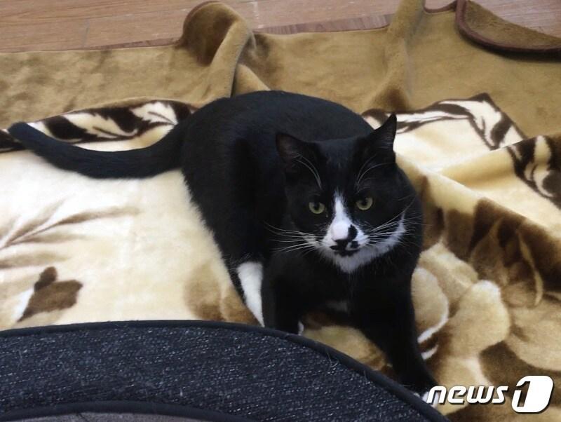 본문 이미지 - 새로운 가족을 찾고 있는 코리안숏헤어 '나비'.(1·수컷)ⓒ News1 이기림 기자