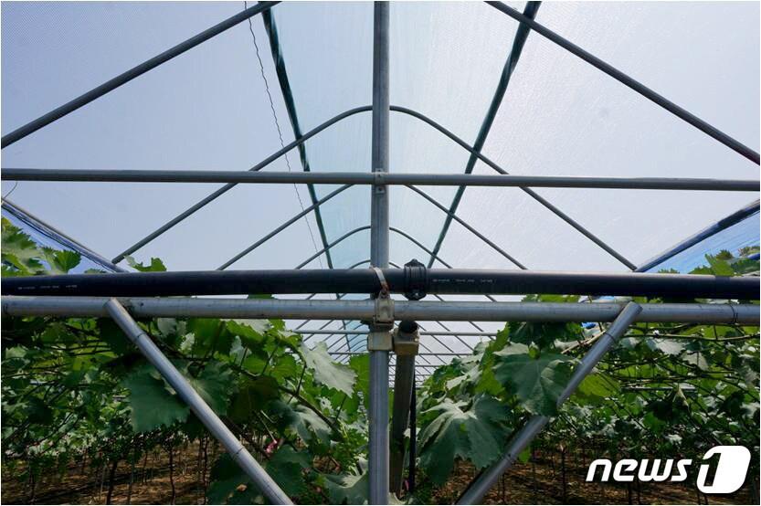 본문 이미지 - 비닐하우스 비가림 개폐시설./뉴스1DBⓒ News1