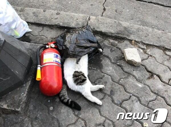 본문 이미지 - 안산시 고잔동에서 발견된 고양이 사체.(사진 인터넷 게시판 캡처) ⓒ News1