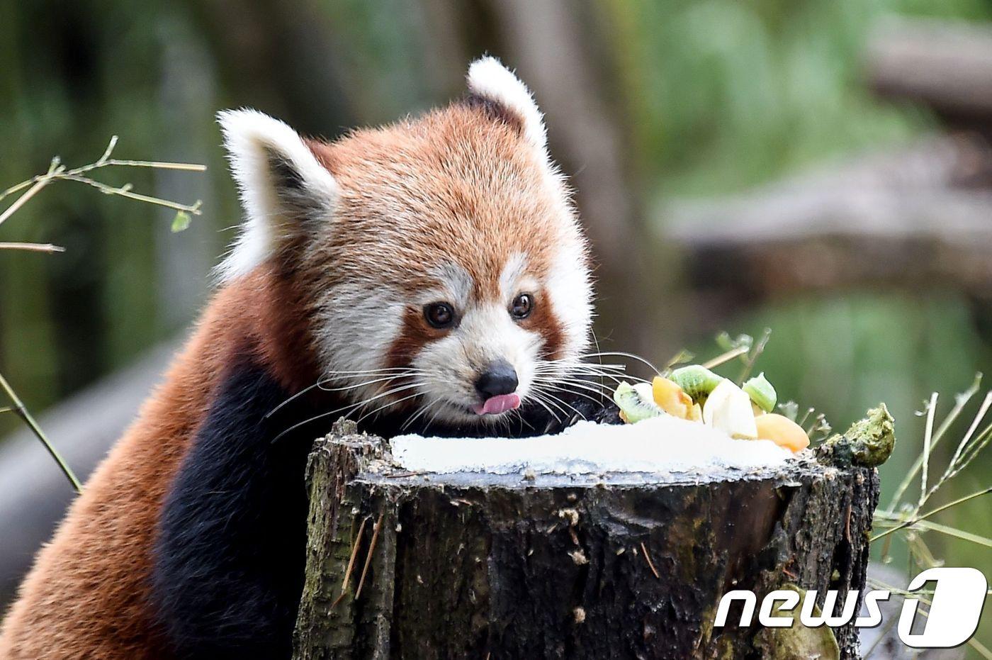 레드팬더(자료사진) ⓒ AFP=뉴스1