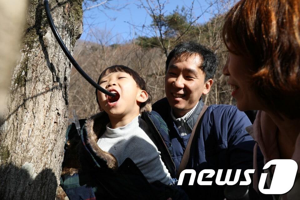 본문 이미지 - 전북 진안군 주천면 운일암반일암 일원에서 열리는 진안고원 고로쇠 축제에서 한 어린이가 체험을 하고 있다./뉴스1 ⓒ News1 김동규 기자