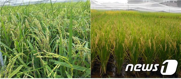 본문 이미지 - 조평(왼쪽)과 해담 품종(농진청 제공)