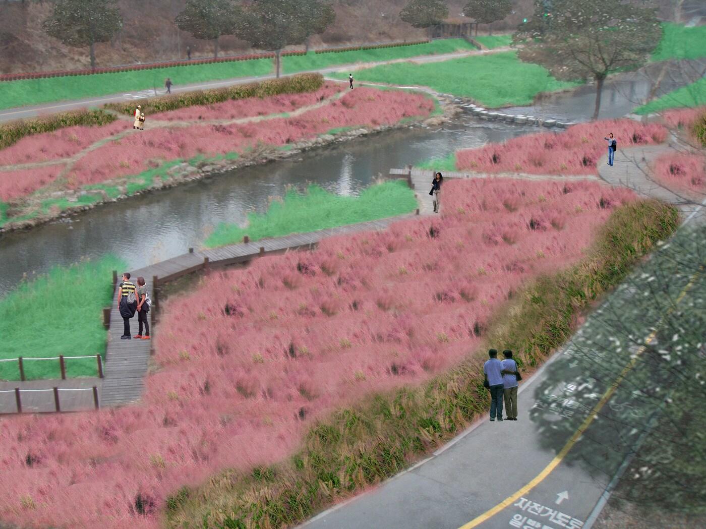 본문 이미지 - 양재천 핑크뮬리 조성 후 모습(강남구 제공).ⓒ News1