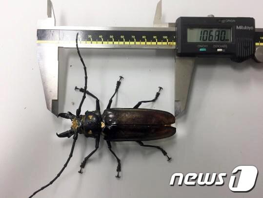 본문 이미지 - 장수하늘소 ⓒ News1