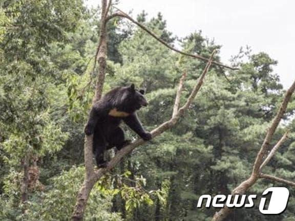 본문 이미지 - 지리산 반달가슴곰.(코레일 전남본부 제공)/뉴스1 ⓒ News1 지정운 기자