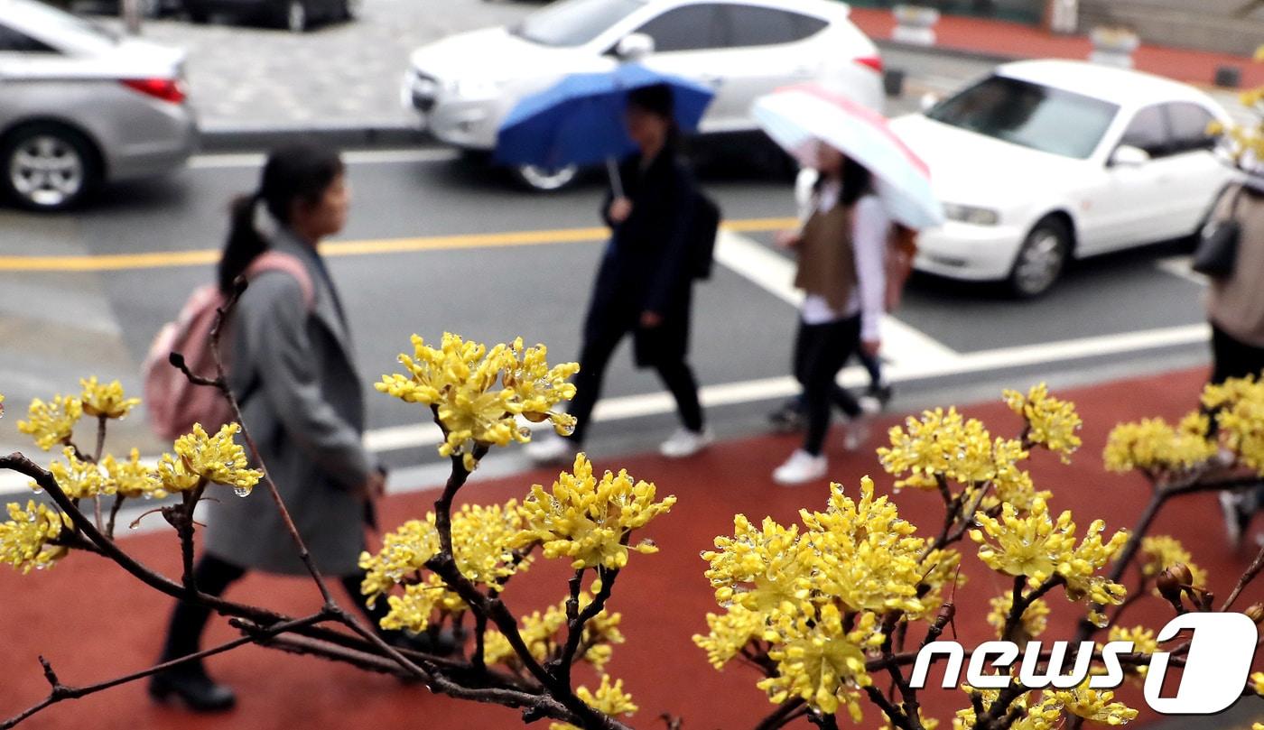 본문 이미지 - 9일 대전·충남은 늦은 새벽부터 충남권 대부분의 지역에 비가 내리기 시작해 아침에 전역으로 확대될 것으로 예보됐다. 충남 공주시 공주대에서 활짝 핀 산수유꽃에 물방울이 맺혀있다. /뉴스1 ⓒ News1 장수영 기자