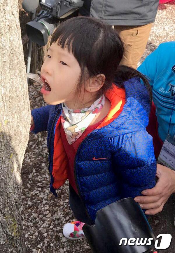 본문 이미지 - 17일 강원 인제군 상남면 미산1리 산림문화휴양관 일원에서 열린 제14회 미산계곡 방태산 고로쇠 축제에서 어린이가 고로쇠수액 채취 체험을 하고 있다. 2018.3.17/뉴스1 ⓒ News1 최석환 기자