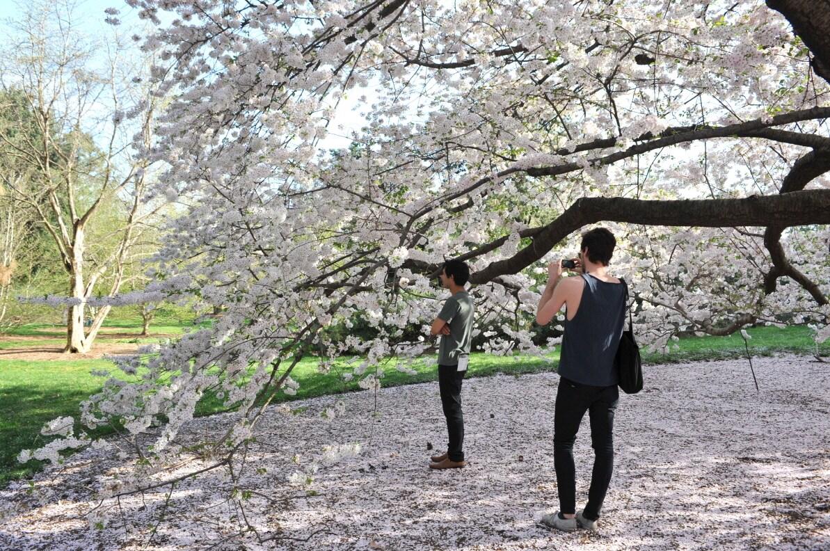 본문 이미지 - 활짝 핀 벚꽃을 배경으로 사진 촬영하는 여행객들의 모습. 뉴욕관광청 제공