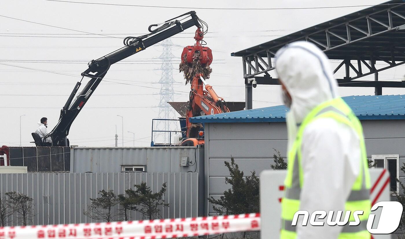 본문 이미지 - AI(조류인플루엔자)에 감염된 산란계 살처분 작업 장면 ⓒ News1